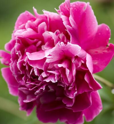 芍藥的功效與作用？芍藥花圖片【圖】