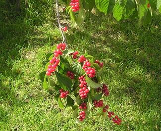 金銀木果實能吃嗎？金銀木與金銀花的區(qū)別【圖】