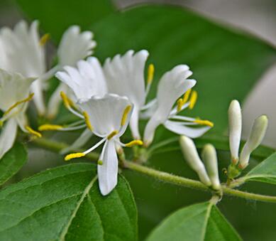 金銀木果實能吃嗎？金銀木與金銀花的區(qū)別【圖】