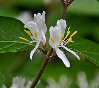 金銀木果實能吃嗎？金銀木與金銀花的區(qū)別【圖】