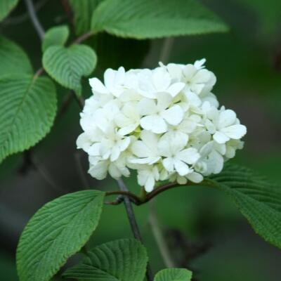 石楠花這么“污”為什么很多地方還要種？【圖】