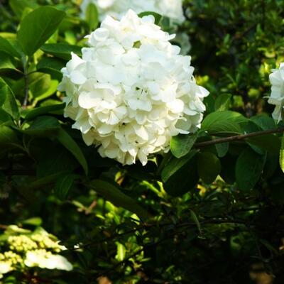 石楠花這么“污”為什么很多地方還要種？【圖】