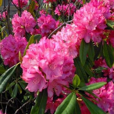 石楠花這么“污”為什么很多地方還要種？【圖】