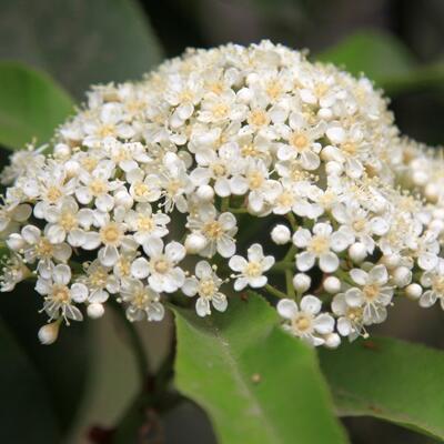 石楠花這么“污”為什么很多地方還要種？【圖】