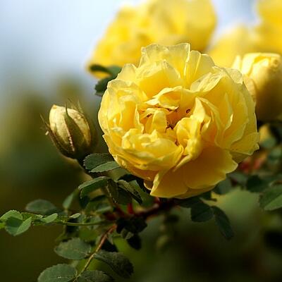 黃刺玫的繁殖方法？黃刺玫的病害防治【圖】