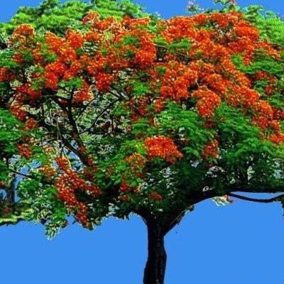 鳳凰木的栽培方法？鳳凰木圖片【圖】