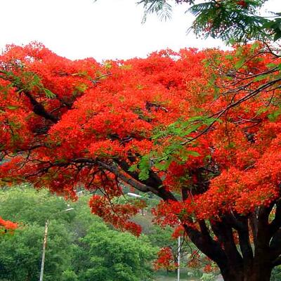 鳳凰木的栽培方法？鳳凰木圖片【圖】