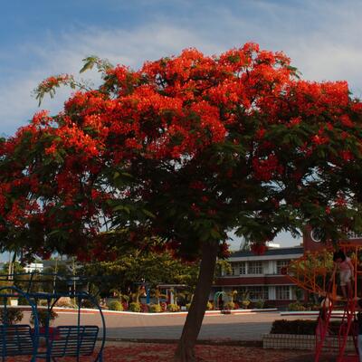 鳳凰木的栽培方法？鳳凰木圖片【圖】