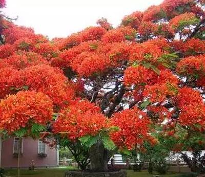 鳳凰木的栽培方法？鳳凰木圖片【圖】