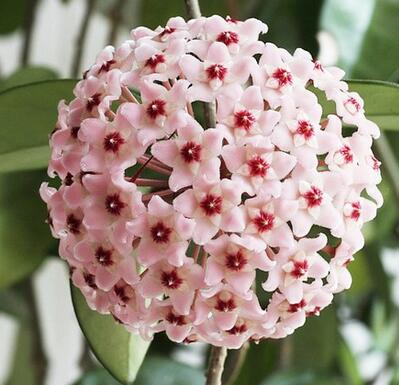 球蘭為什么不開花？球蘭的圖片【圖】