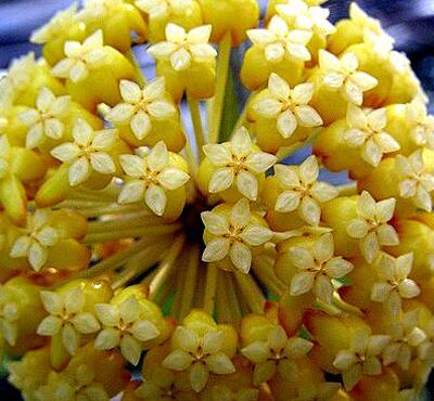 球蘭為什么不開花？球蘭的圖片【圖】