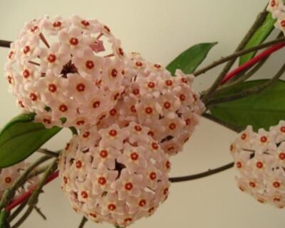 球蘭為什么不開花？球蘭的圖片【圖】