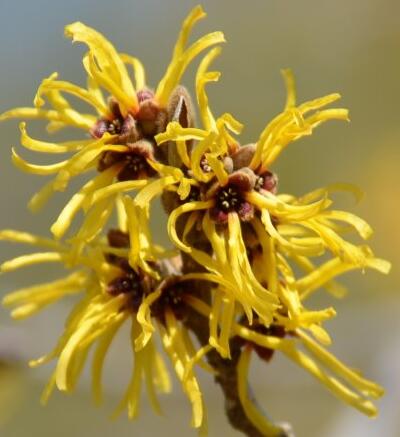 金縷梅的功效與作用？金縷梅的繁殖方法【圖】