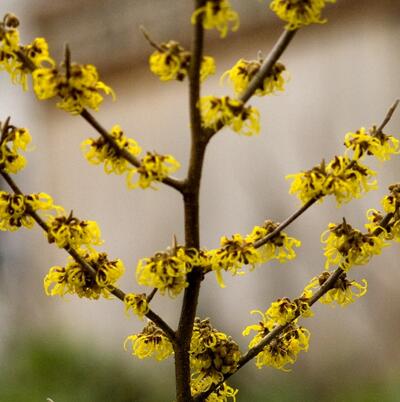 金縷梅的功效與作用？金縷梅的繁殖方法【圖】
