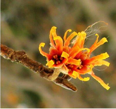 金縷梅的功效與作用？金縷梅的繁殖方法【圖】