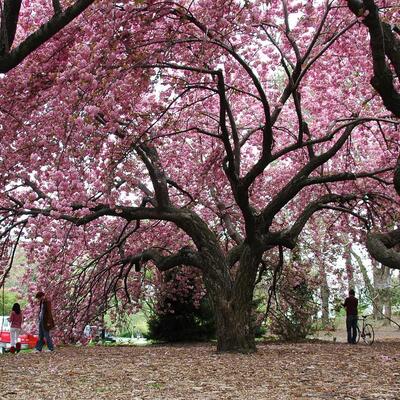 日本晚櫻的花期？日本晚櫻病害蟲(chóng)防治【圖】