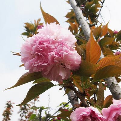 日本晚櫻的花期？日本晚櫻病害蟲(chóng)防治【圖】