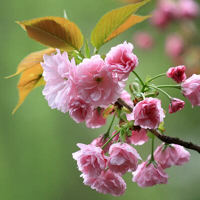 日本晚櫻的花期？日本晚櫻病害蟲(chóng)防治【圖】