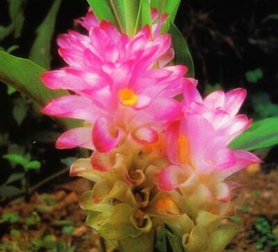 莪術(shù)的功效與作用？莪術(shù)的圖片【圖】