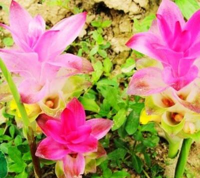 莪術(shù)的功效與作用？莪術(shù)的圖片【圖】