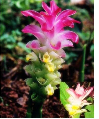 莪術(shù)的功效與作用？莪術(shù)的圖片【圖】