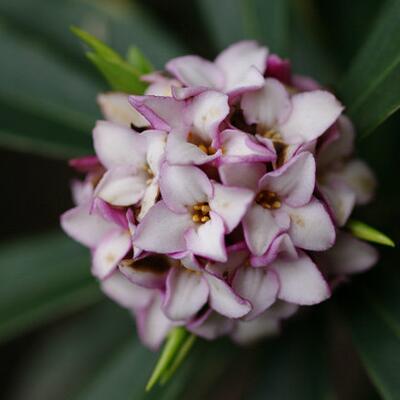 金邊瑞香可以致癌？無稽之談【圖】