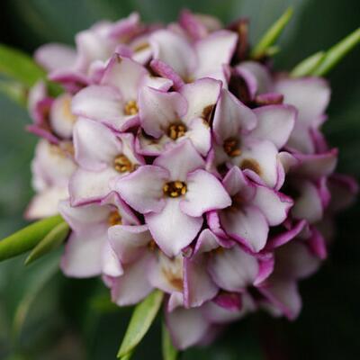 金邊瑞香可以致癌？無稽之談【圖】