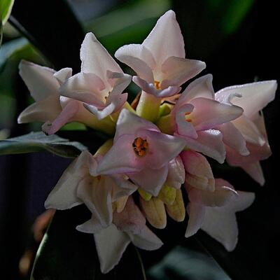 金邊瑞香可以致癌？無稽之談【圖】