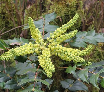 十大功勞的功效與作用？十大功勞名字的由來(lái)【圖】