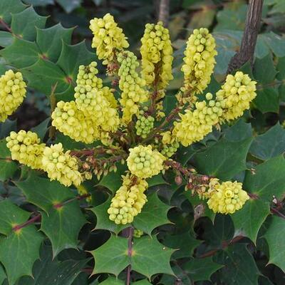 十大功勞的功效與作用？十大功勞名字的由來(lái)【圖】