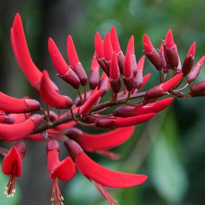 刺桐和雞冠刺桐的區(qū)別？刺桐的圖片【圖】