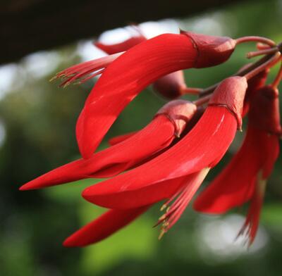 刺桐和雞冠刺桐的區(qū)別？刺桐的圖片【圖】