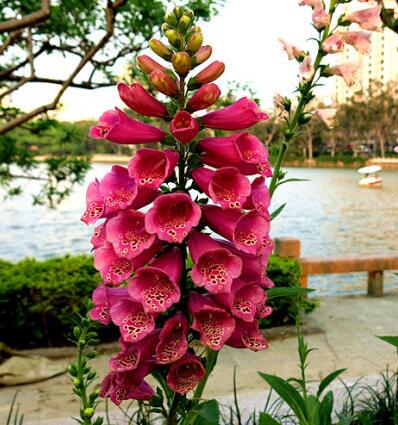 毛地黃治療什么?。繉＜腋嬖V你【圖】