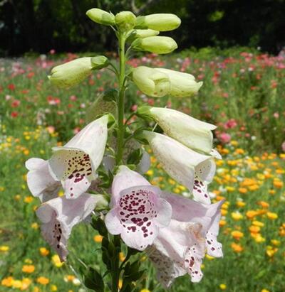 毛地黃治療什么病？專家告訴你【圖】