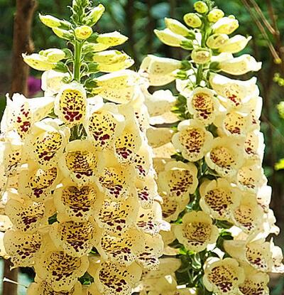 毛地黃治療什么??？專家告訴你【圖】