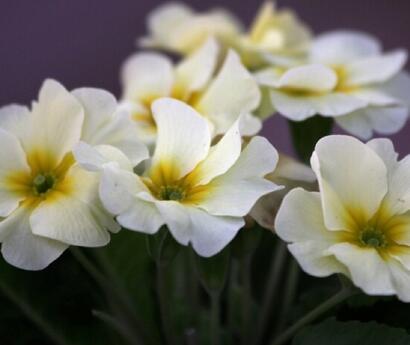 報(bào)春花的功效？報(bào)春花圖片！【圖】