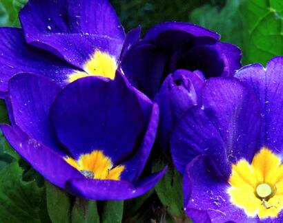 報(bào)春花的功效？報(bào)春花圖片！【圖】