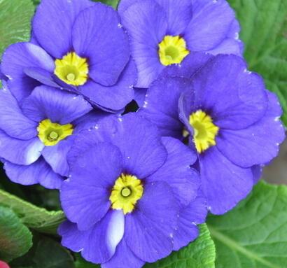 報(bào)春花的功效？報(bào)春花圖片！【圖】