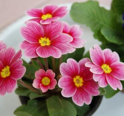 報(bào)春花的功效？報(bào)春花圖片！【圖】