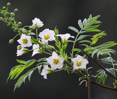 文冠果的價(jià)格？文冠果的圖片【圖】