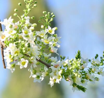 文冠果的價(jià)格？文冠果的圖片【圖】