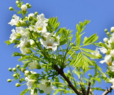 文冠果的價(jià)格？文冠果的圖片【圖】