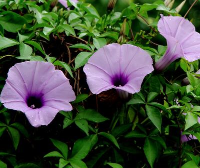 五爪金龍的栽培方法？五爪金龍的危害防治【圖】