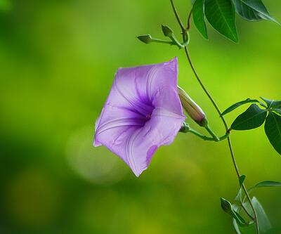 五爪金龍的栽培方法？五爪金龍的危害防治【圖】