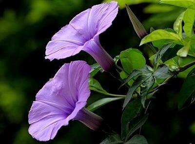 五爪金龍的栽培方法？五爪金龍的危害防治【圖】