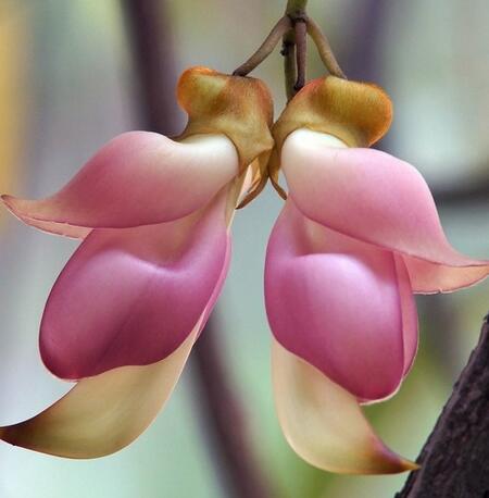 禾雀花的繁殖方法？禾雀花的栽培技術(shù)【圖】