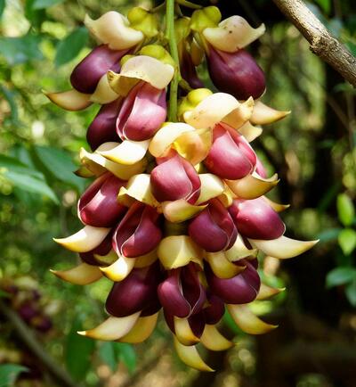 禾雀花的繁殖方法？禾雀花的栽培技術(shù)【圖】