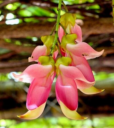 禾雀花的繁殖方法？禾雀花的栽培技術(shù)【圖】