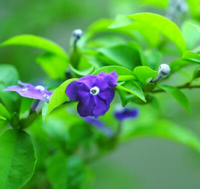  鴛鴦茉莉部分葉子發(fā)黃是何原因？小編一一說【圖】