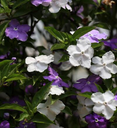  鴛鴦茉莉部分葉子發(fā)黃是何原因？小編一一說【圖】